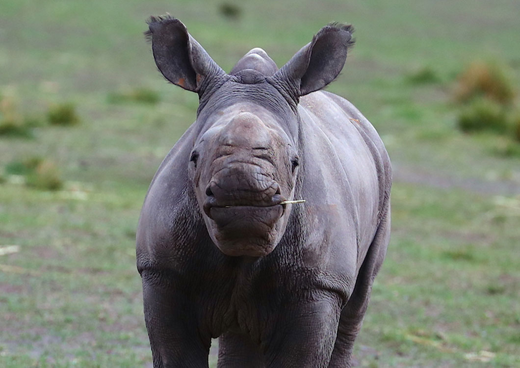 SPECIAL RECOGNITION – BLANKETS FOR BABY RHINOS
