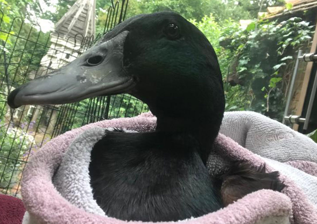 SPECIAL RECOGNITION - SUSANNAH LOVEGROVE AND RONNIE THE DUCK